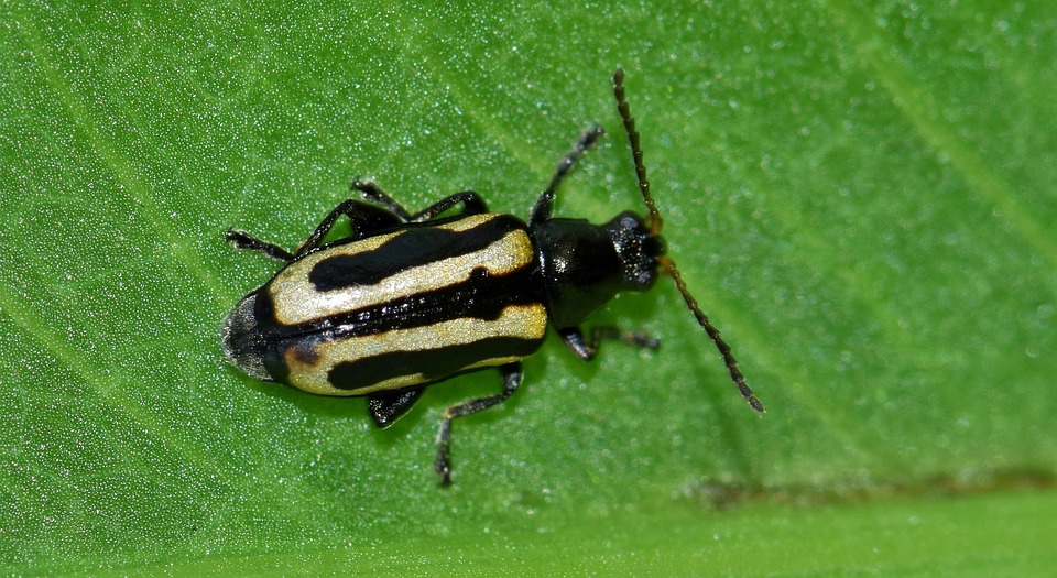 Small Minute Insect แแทแแถแแแถแแแถแแแถแ แแทแแแแแ
แถแแ แแแแแแถแแแผ แแทแแแแแแผแแแแแแแ แแพแแแแแแแแแแถแแแแแ ...